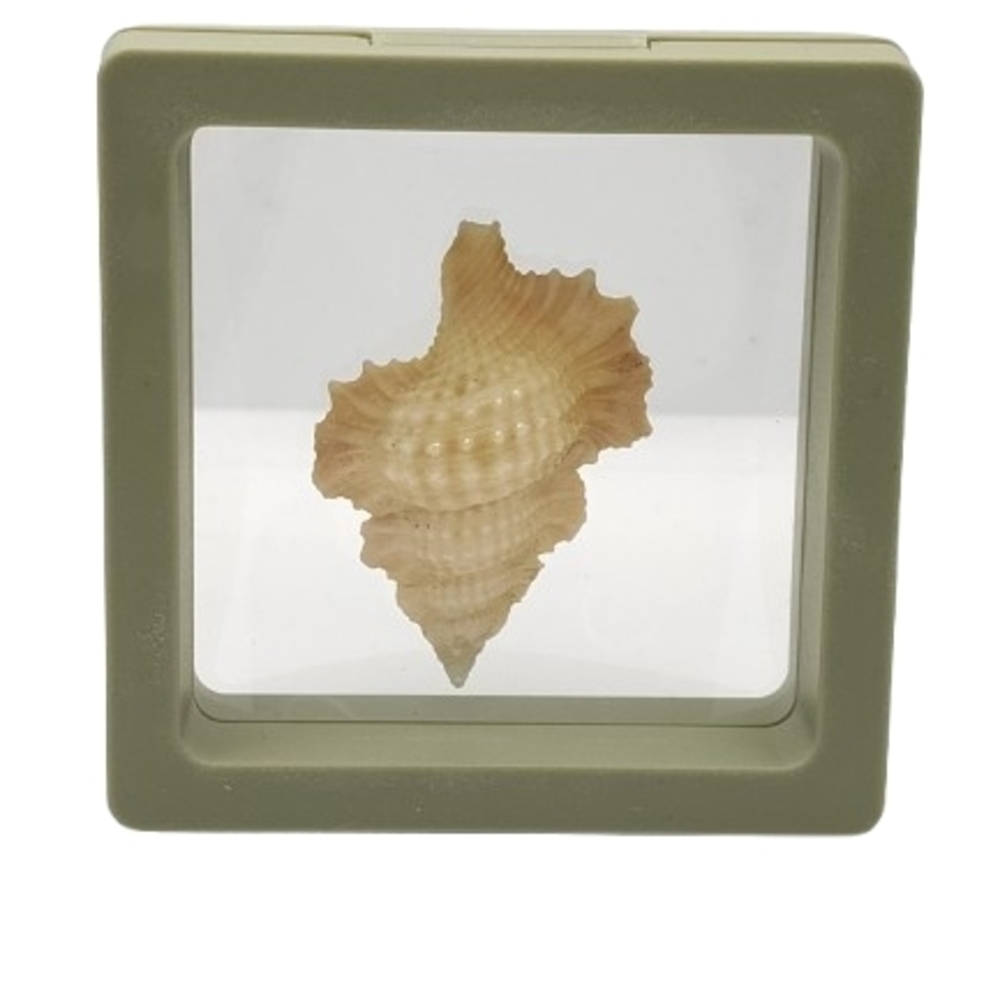 2.75 x 2.75 Decorative Shell in Display Frame